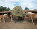Importance of Hay for Horses